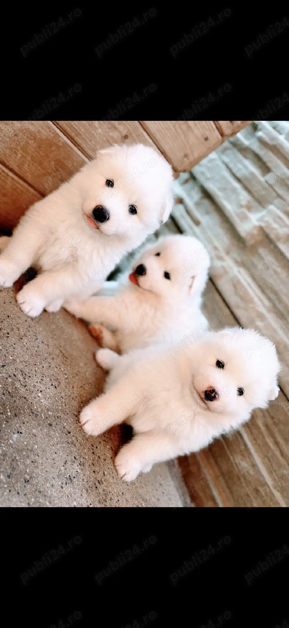 Pui Samoyed superbi   mai este disponibilă o fetiță