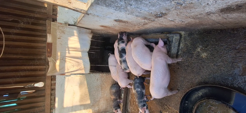 De vânzare,4 purcele de 9 săptămâni 