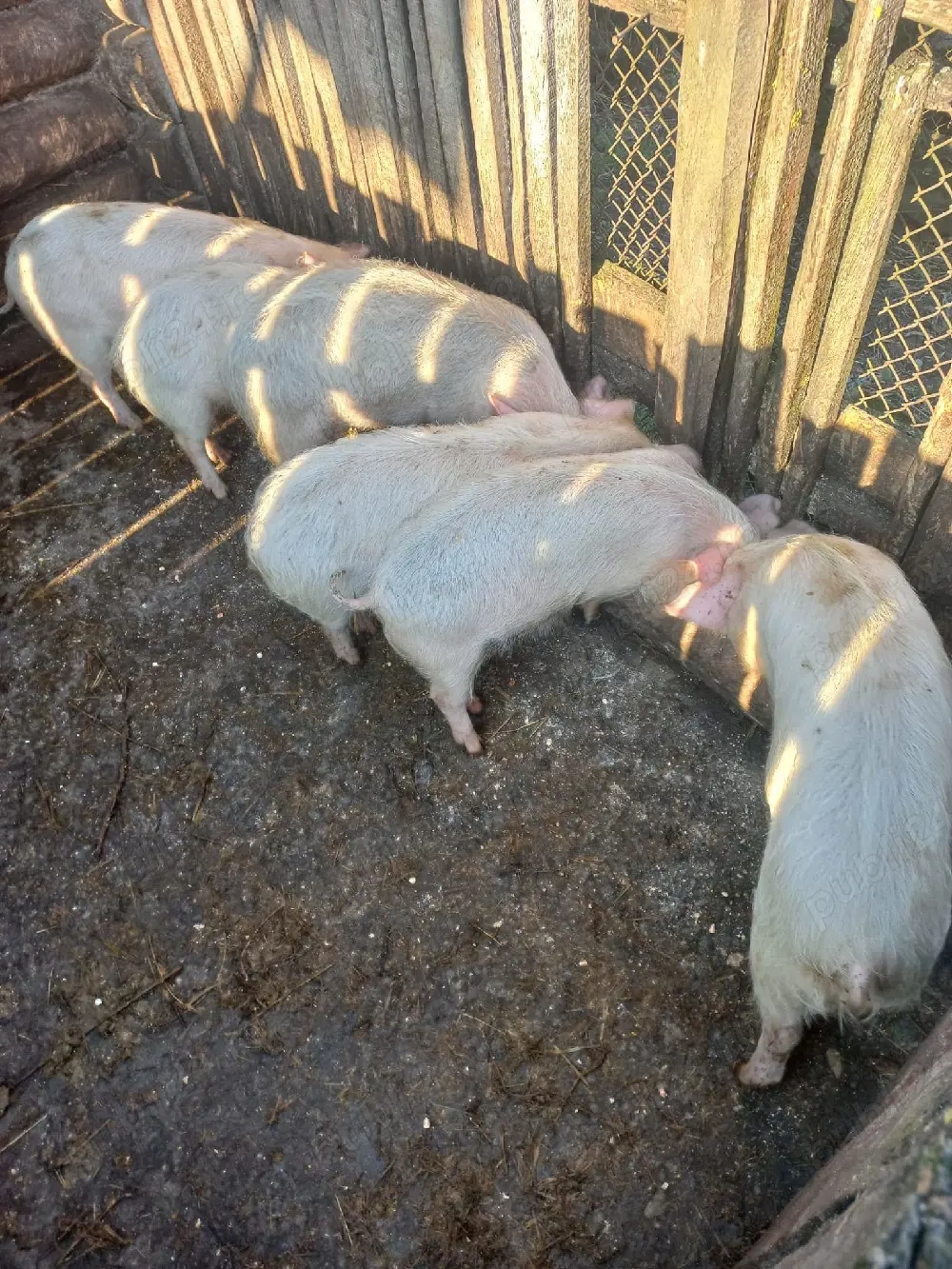 vand purcei de 3 luni