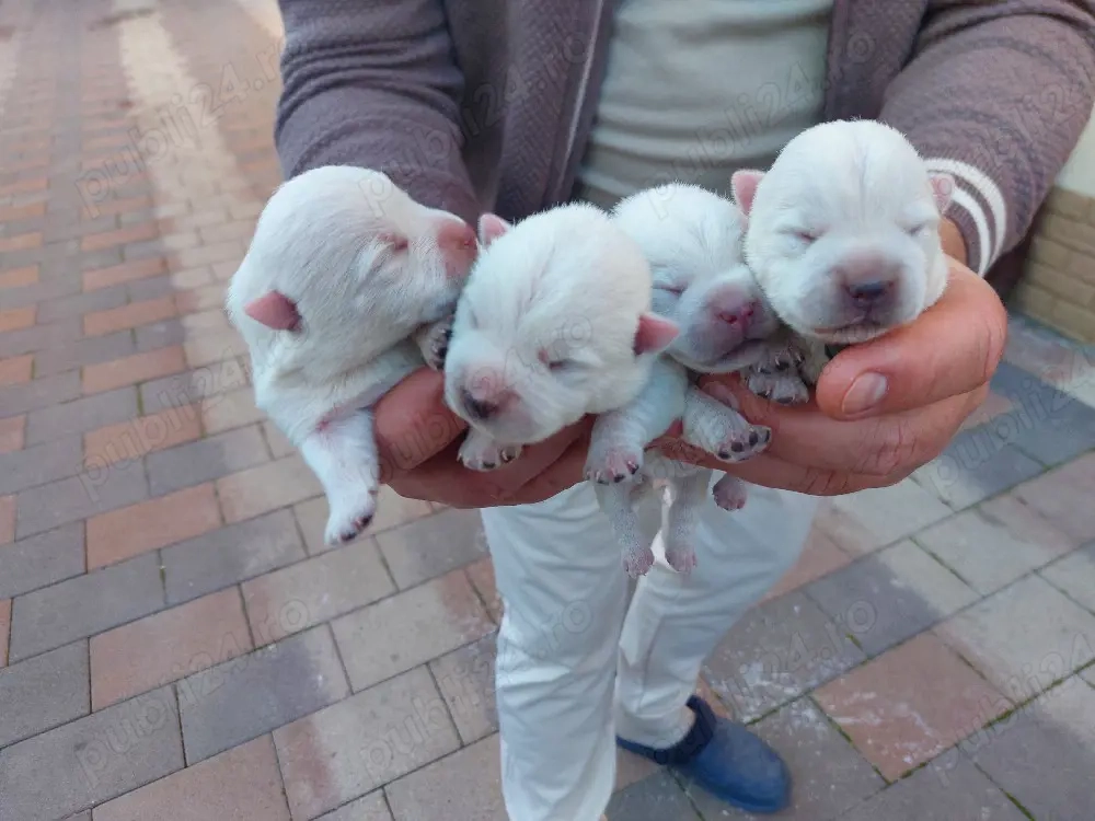 căt i westie rasă pură 2femele și 2băieti