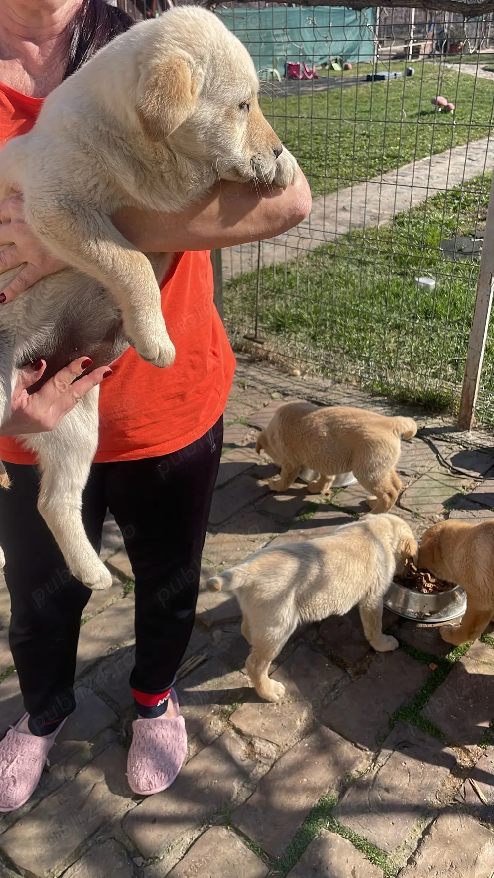 Labrador Retriever de vânzare 