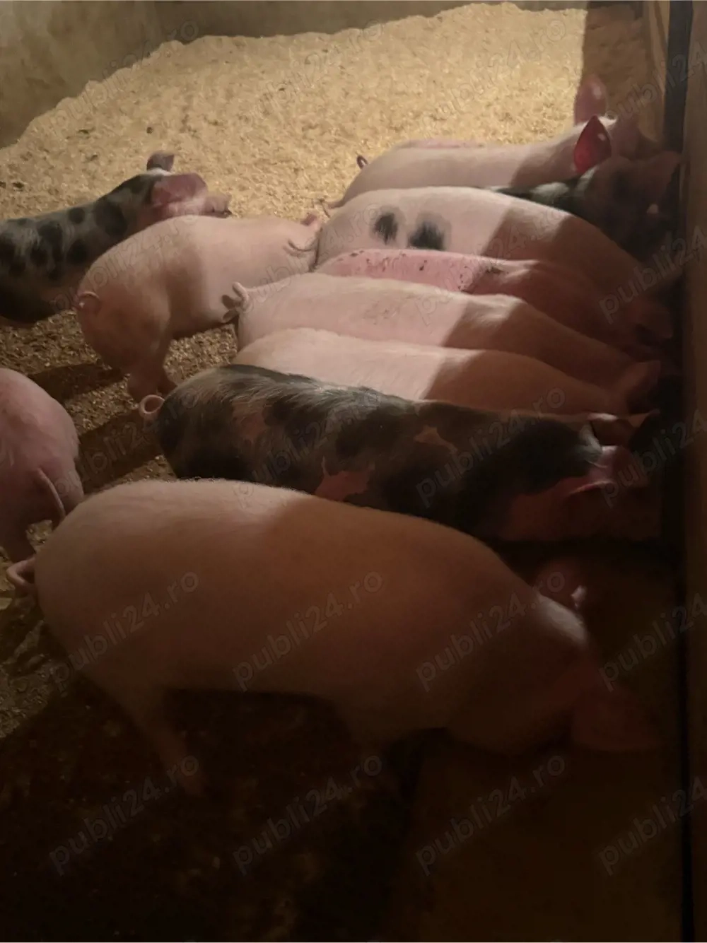 purcei 20-30kg 11-14 saptamani