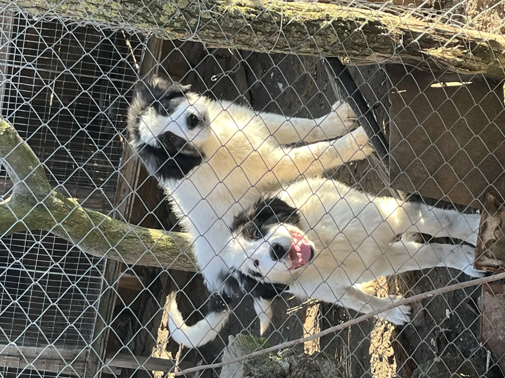 Cățel ciobănesc de Bucovina 