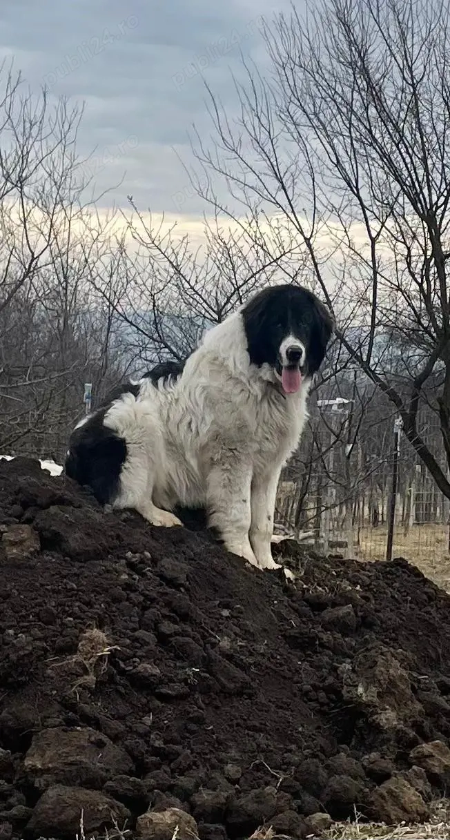 Ciobanesc de Bucovina 