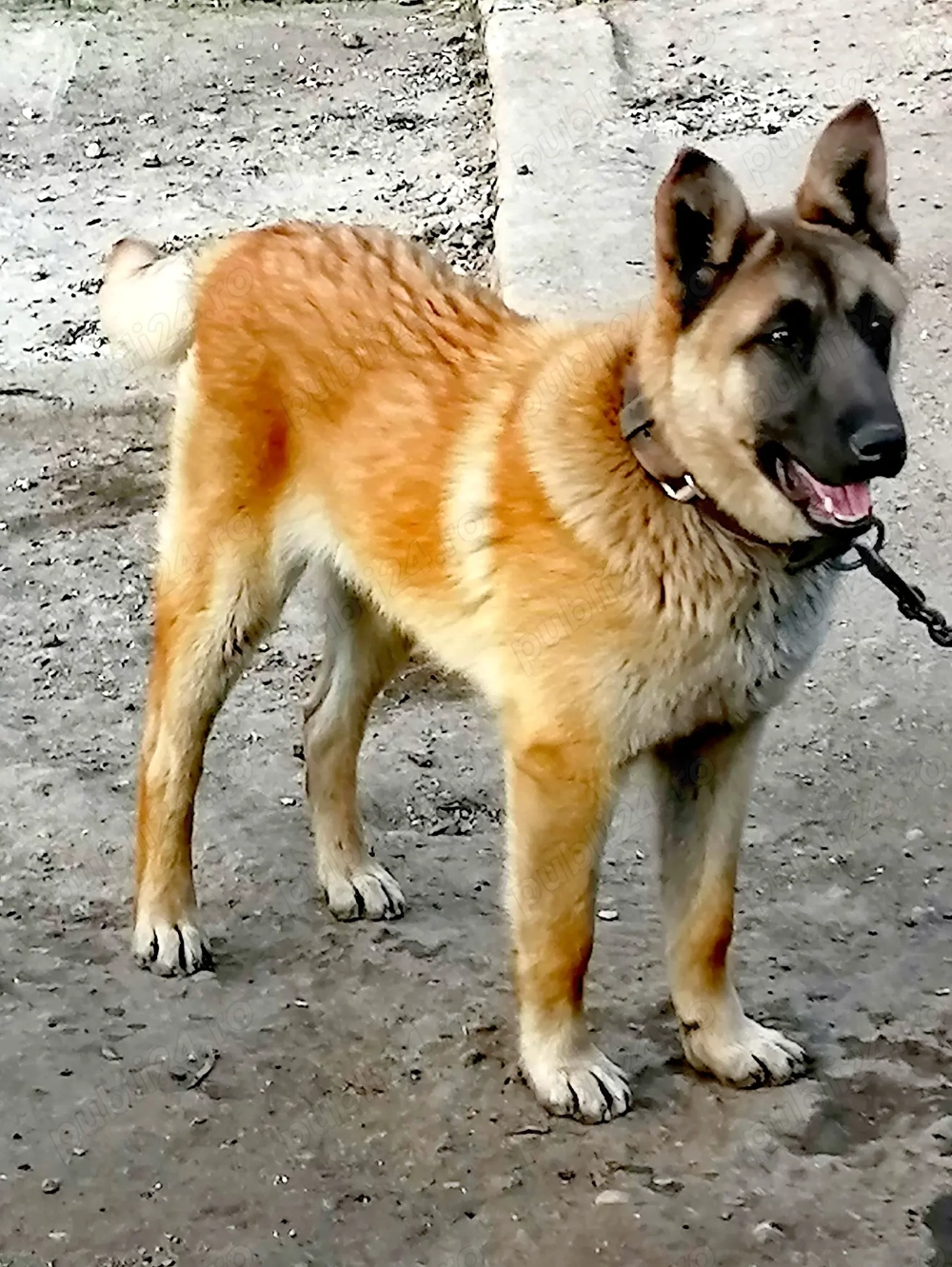 "DONEZ"Ciobănesc belgian Malinois 