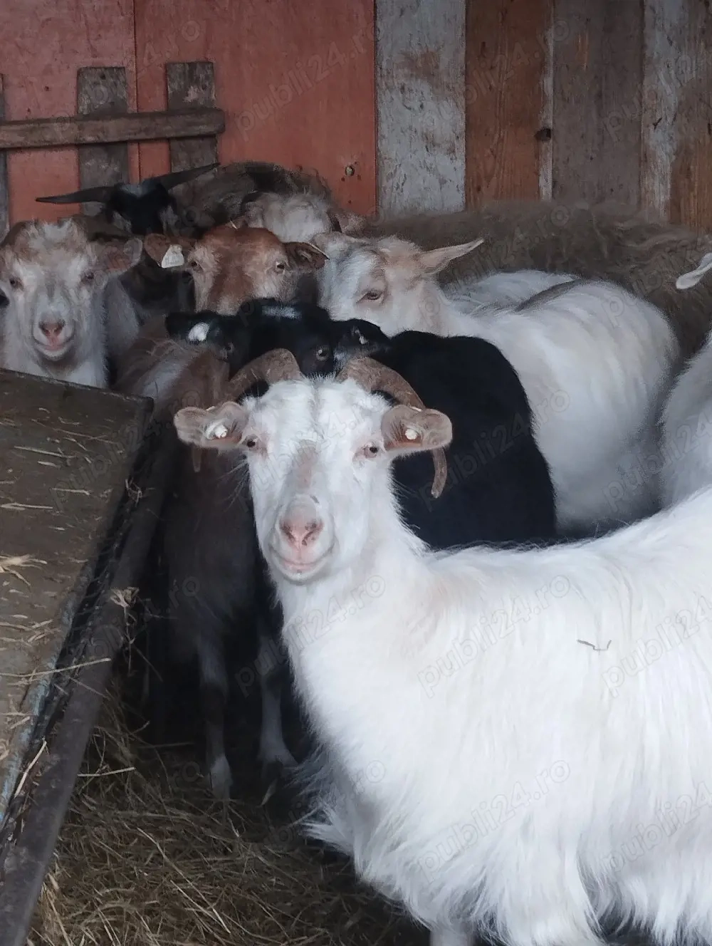 Tapi Castrați pt Pastramă! Tineri! Carne Fragedă