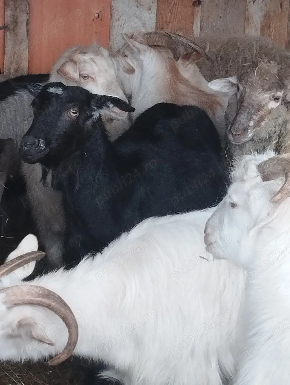 Tapi Castrați pt Pastramă! Tineri! Carne Fragedă