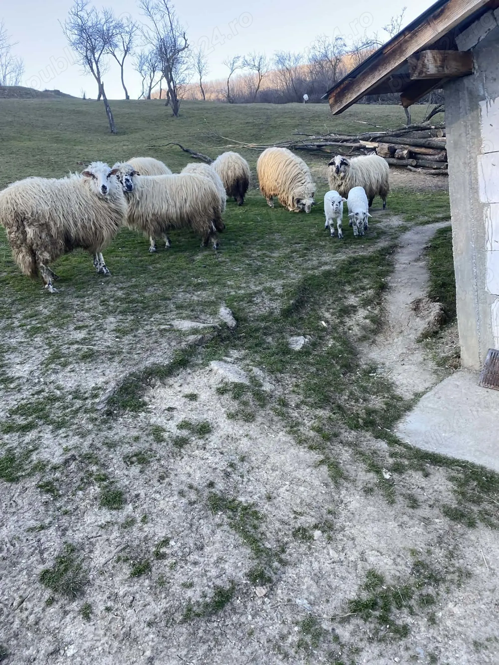 Vand un berbec mare 2 oi cu miel si 2 oi sterpe