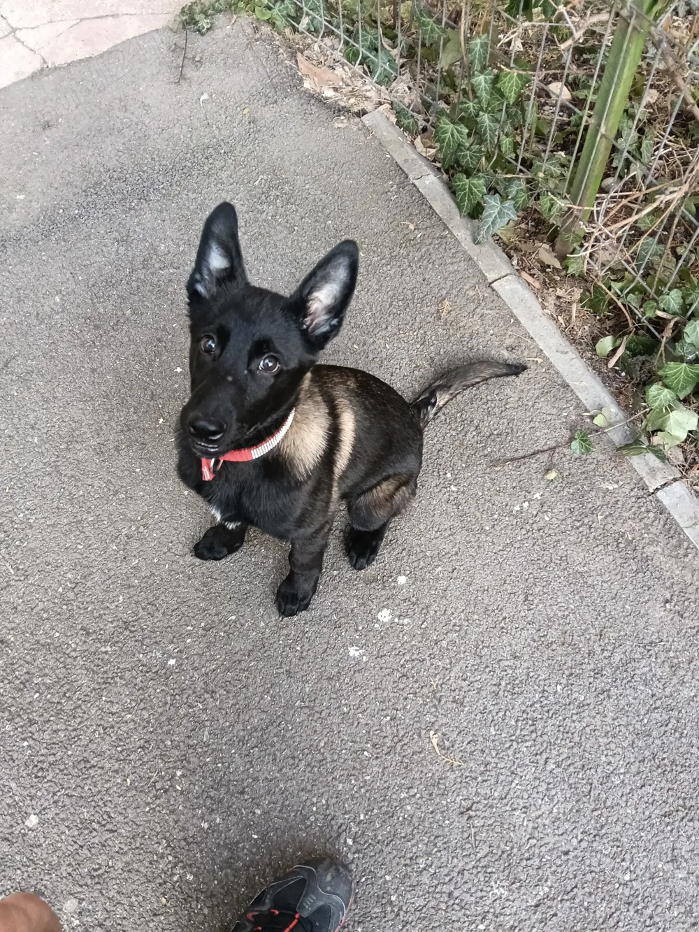 Ciobanesc belgian malinoa 