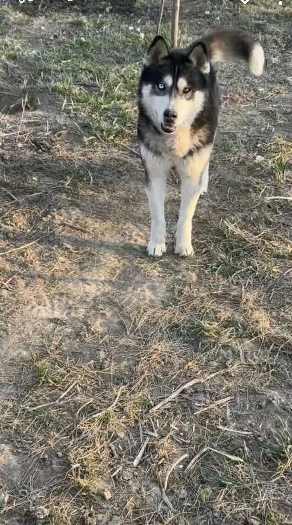 Vand mascul de husky