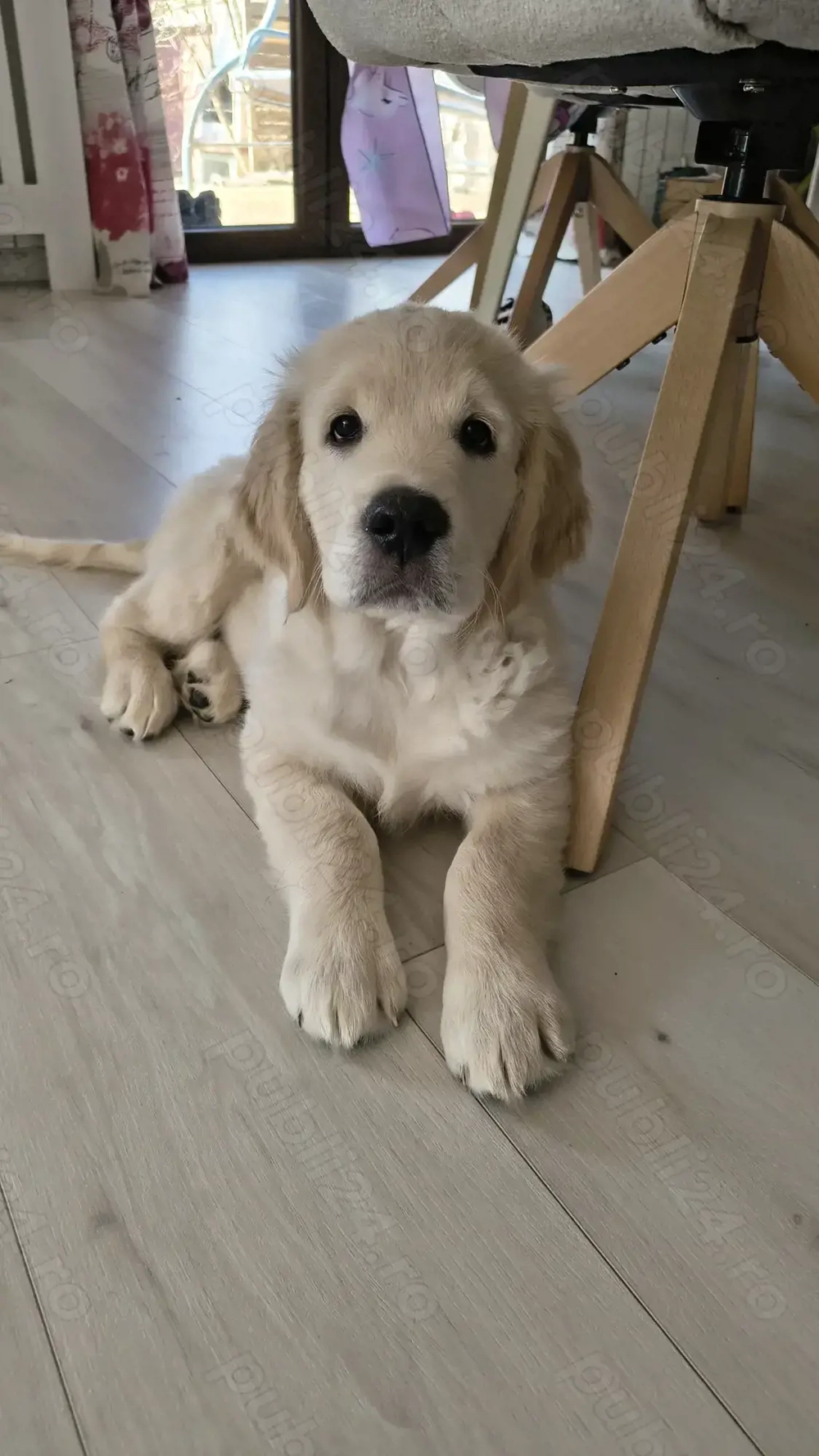 Pui Golden Retriever, mascul 2 luni și jumătate