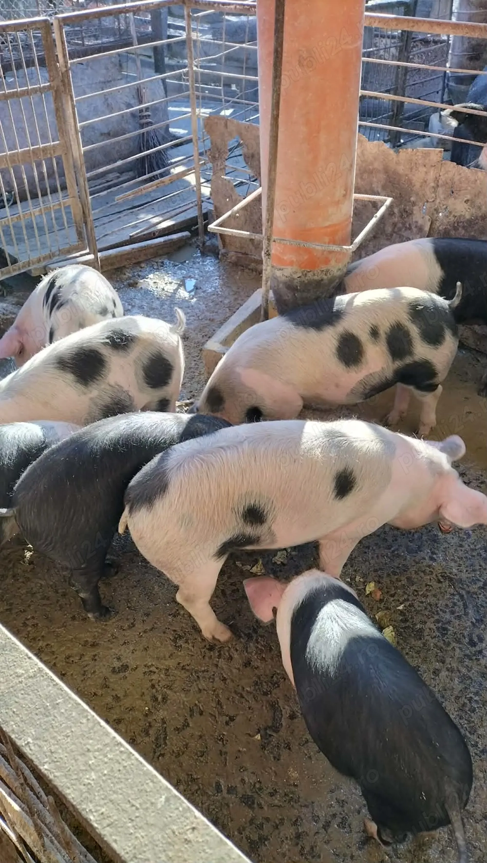 Porci și purcei de vânzare 