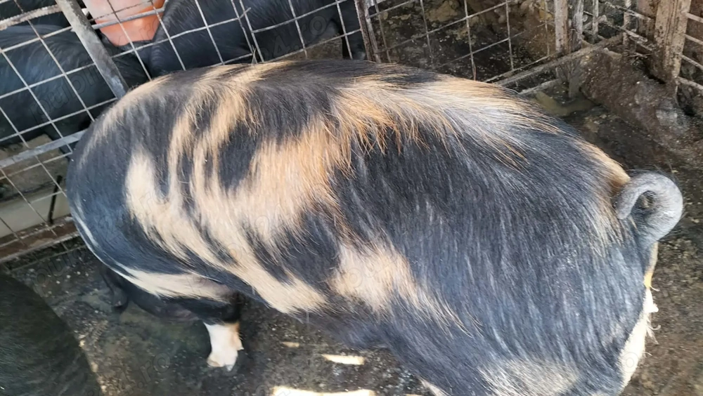 Porci și purcei de vânzare 