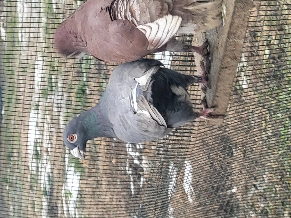 Voiajori toate rasele!