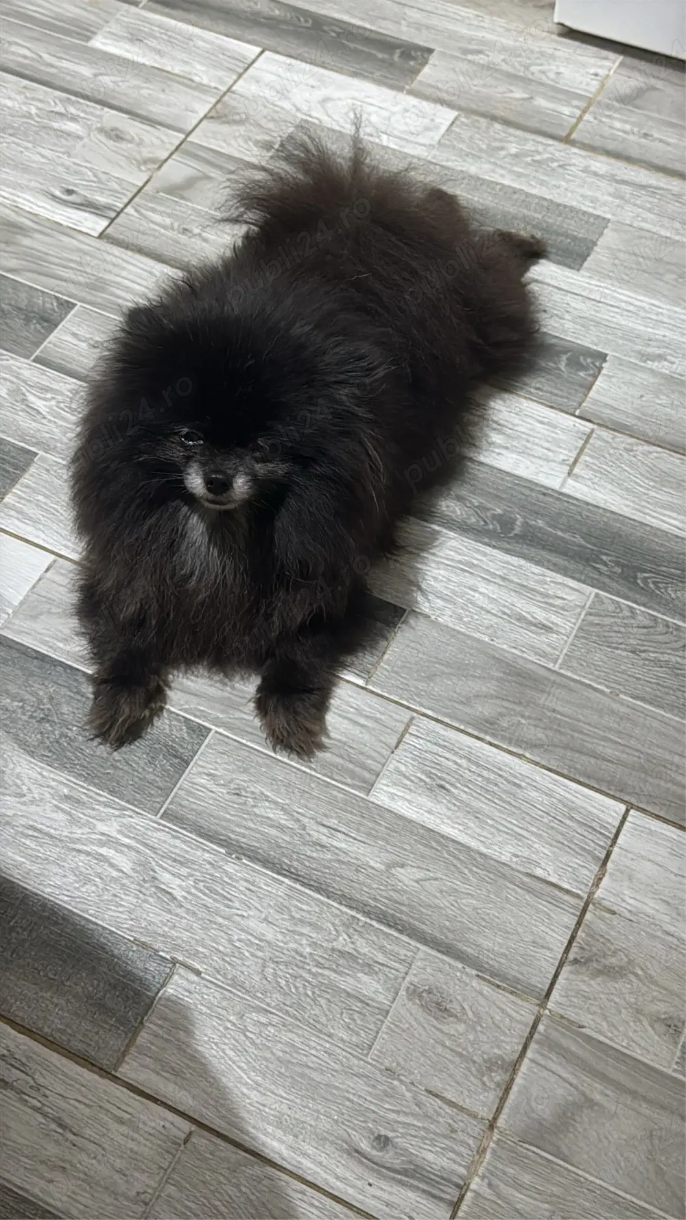 schimb pomeranian 