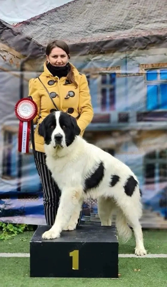ciobanesc de bucovina 