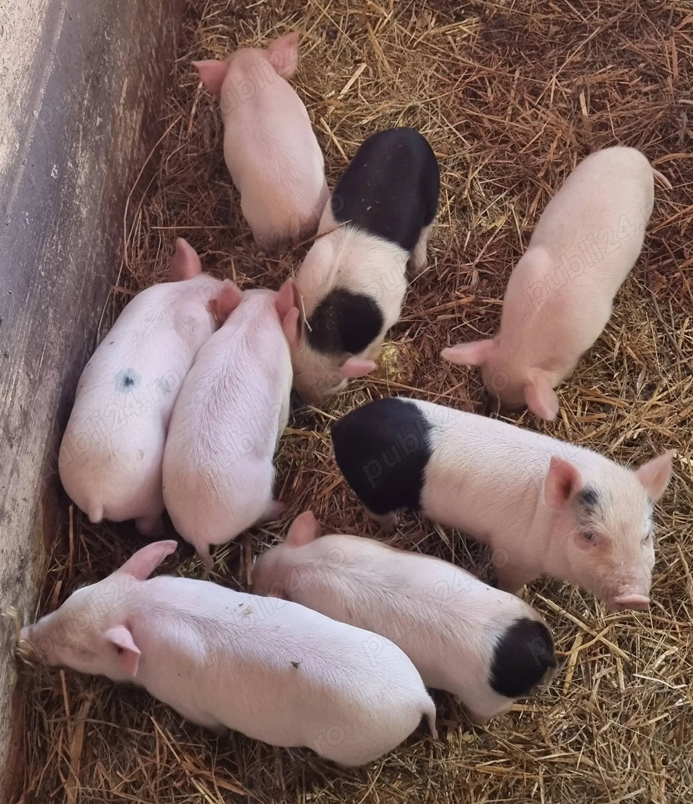 Vând purcei Bazna - Vietnamez cu Landrace 