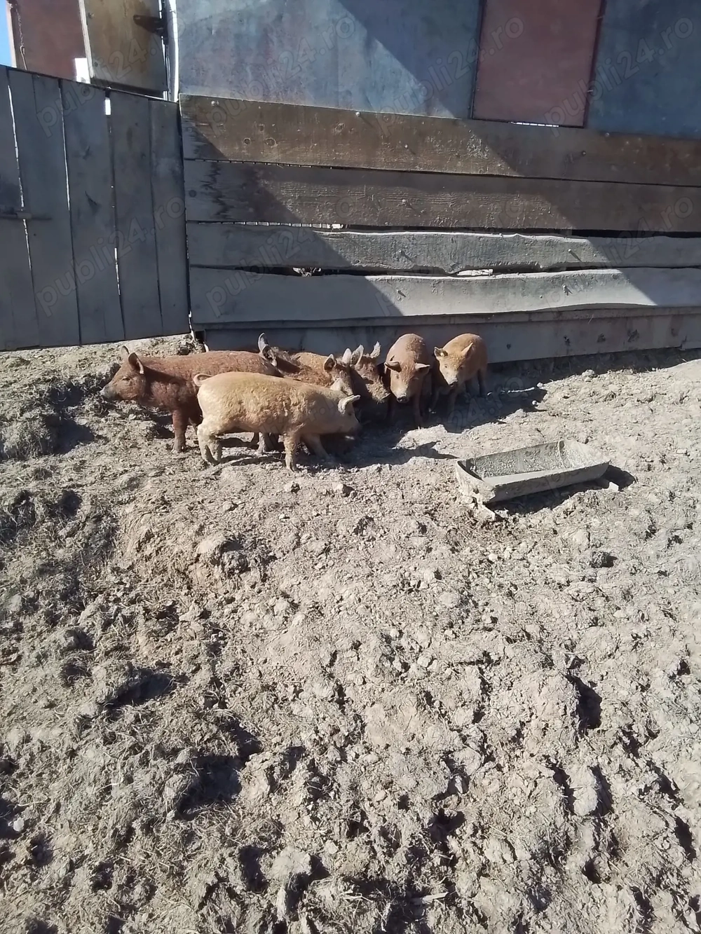 Porci Mangalita rasa pura, scroafa, vier, purcelusi