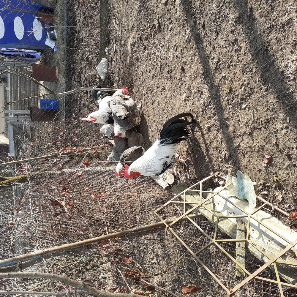 Oua de gainii din rasa Italiana argintie pentru incubat .