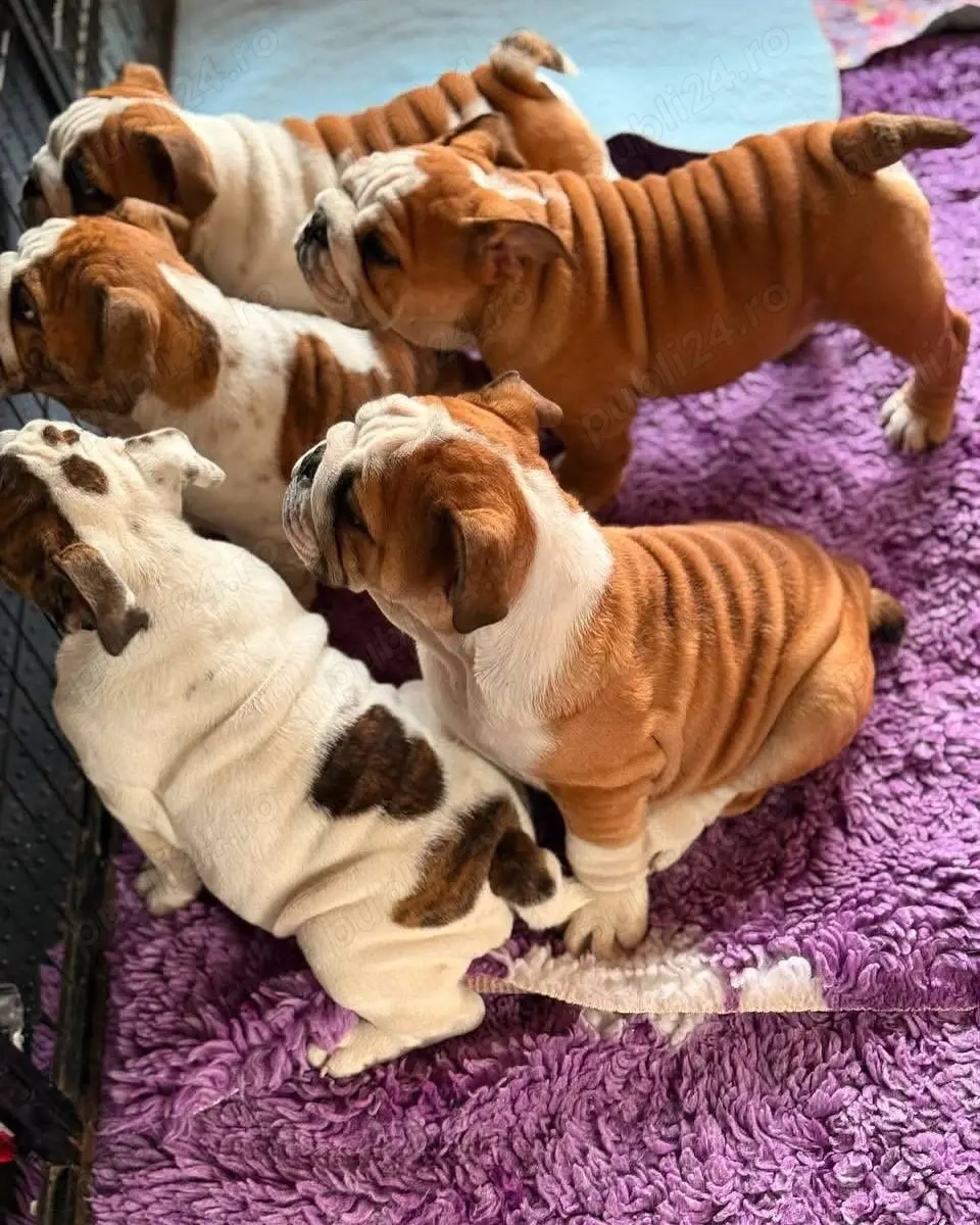 Pui de buldog englezesc