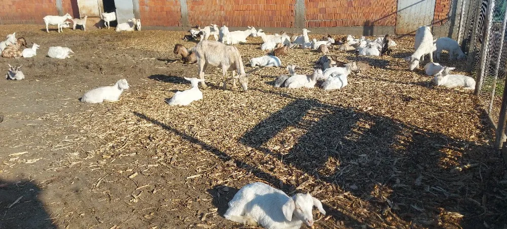 capre iede și țăpișori de vânzare 