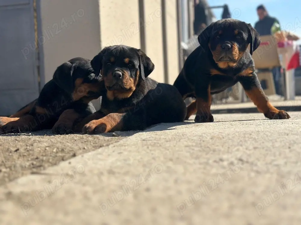 Rottweiler cu pedigree   5 pui (3 fete, 2 băieți)