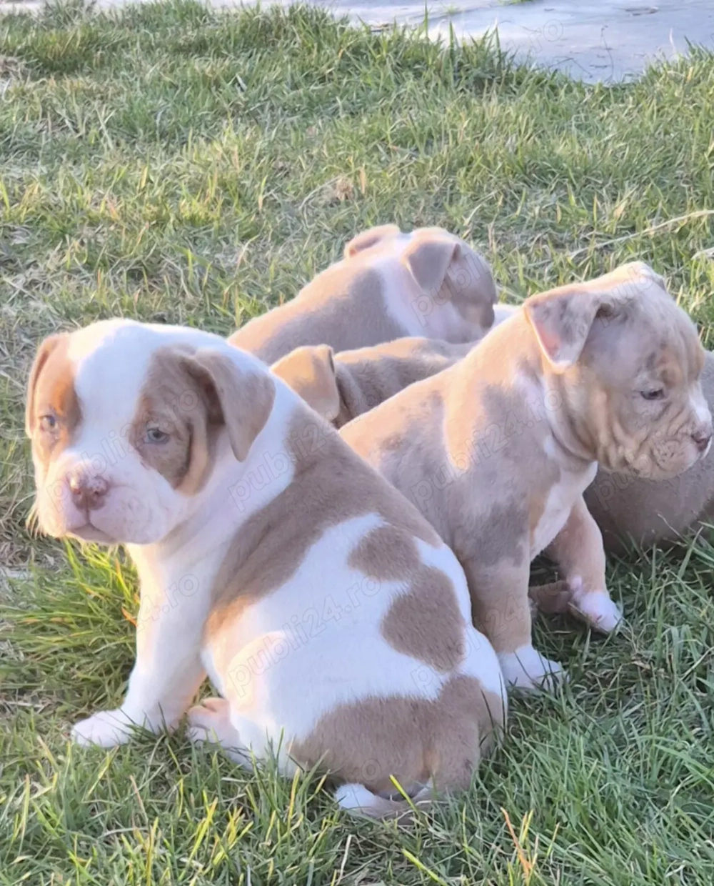 American bully pocket si standard!