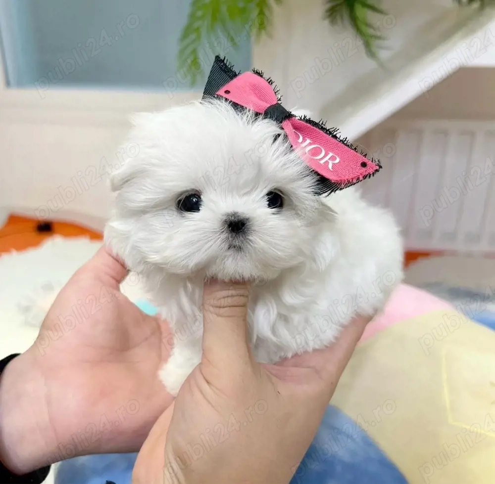 Bichon Maltez Mini Toy 