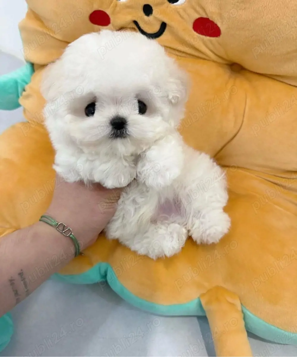 Bichon Maltez Mini Toy 