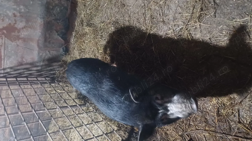 Vand sau schimb cu alte animale vier vietnamez de 1 an 