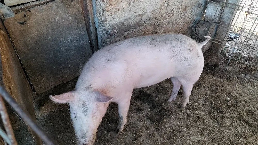 Scroafă de rasă Marele Alb.