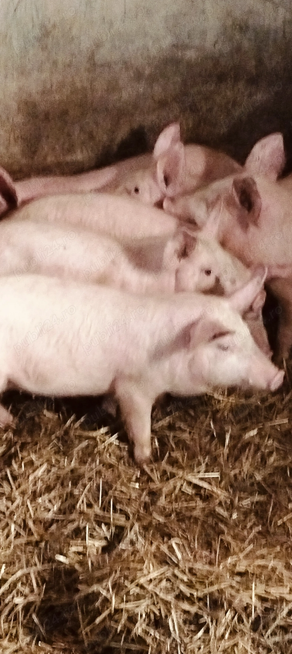 Șoldani de 3 luni jumate,25 -30 kg