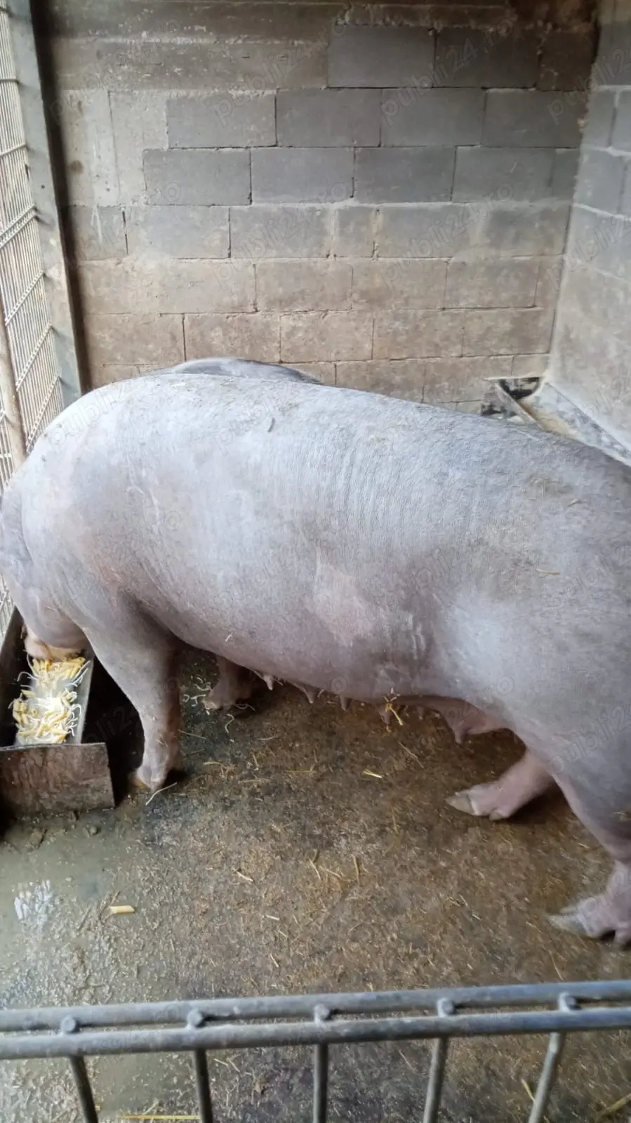 Purcea de vânzare 250kg +