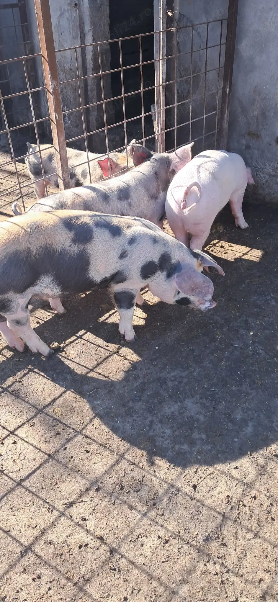 Vând purcei 15 saptamani