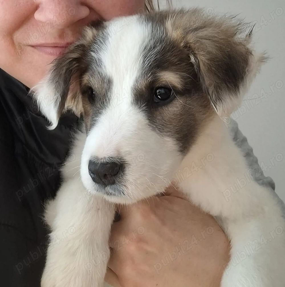 Kataleea, catelusa de 3 luni, talie medie cauta familie