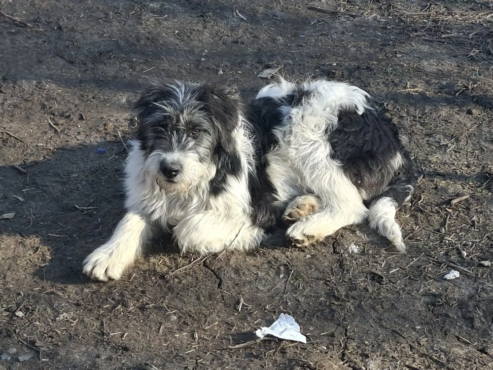 Donez metis de carpatin 5 luni