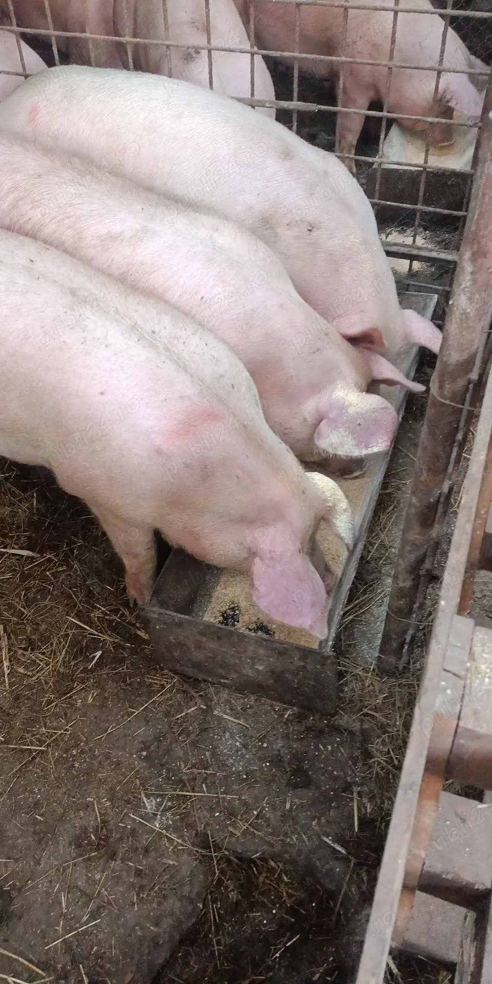 Vând porci pentru ținut sau sacrificat