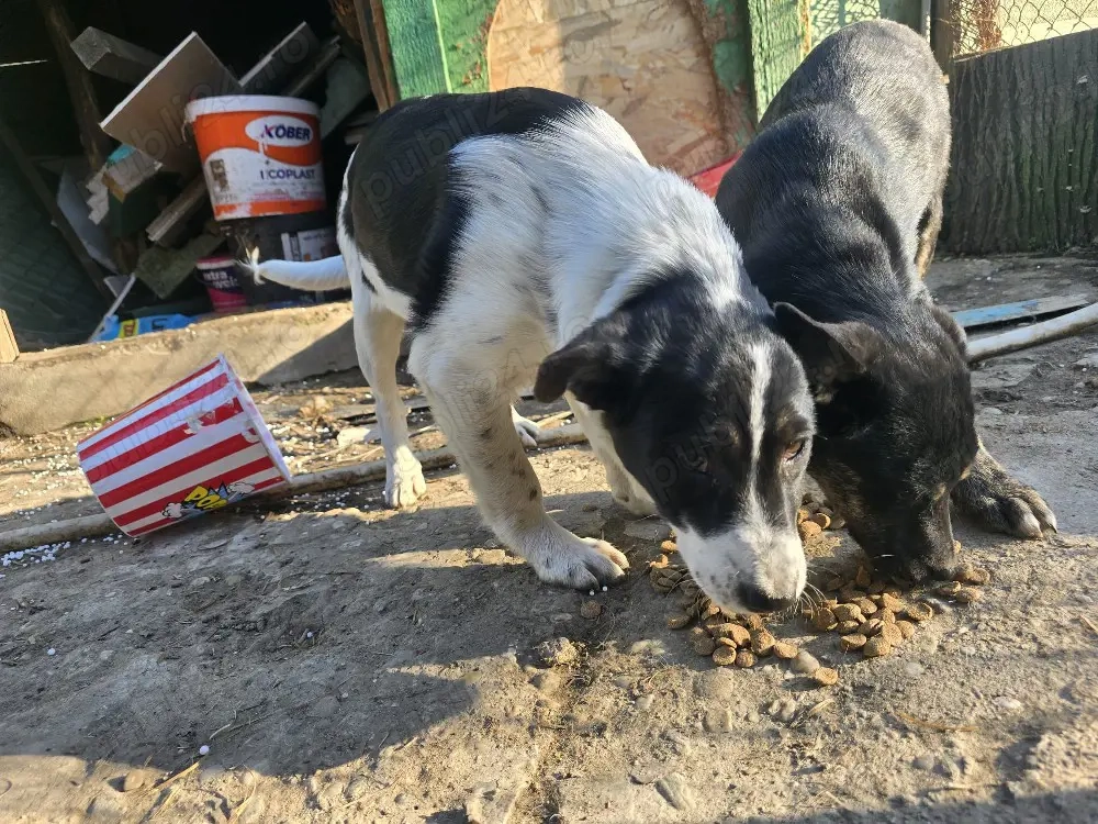 A mai ramas o fetita pentru adoptie