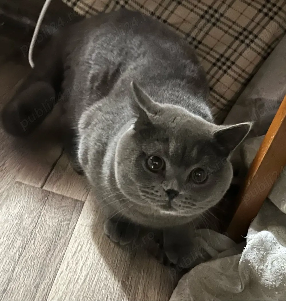 Motan British Shorthair pentru fetițe 