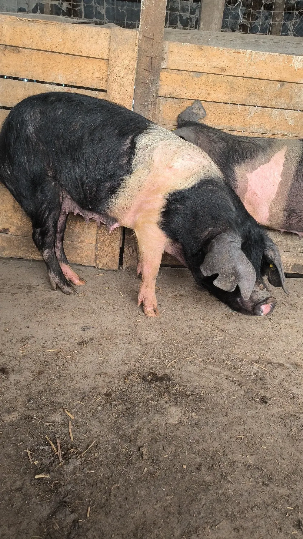 Scroafe bazna gestante 