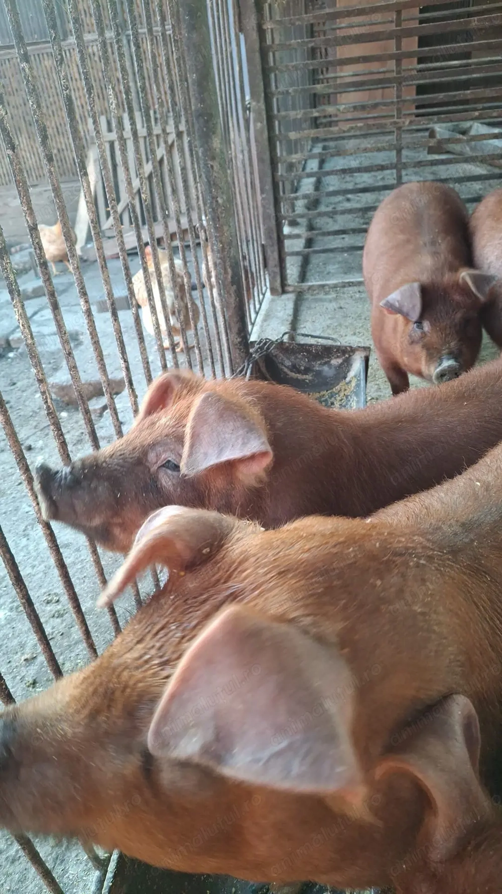 porci soldani rasa Duroc