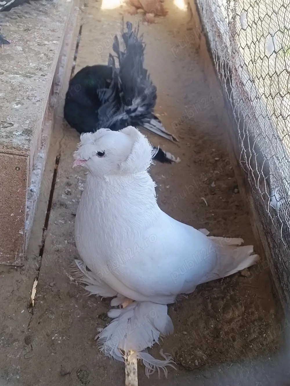  Porumbei Tobosari de buhara 