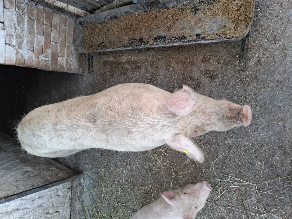 Vand scrofita pentru reproductie!