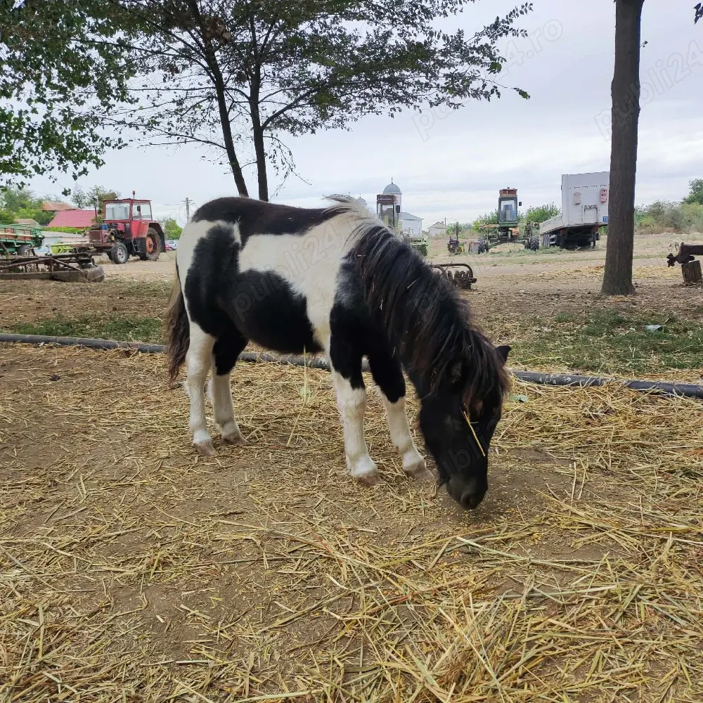 ponei mascul  3000 lei 