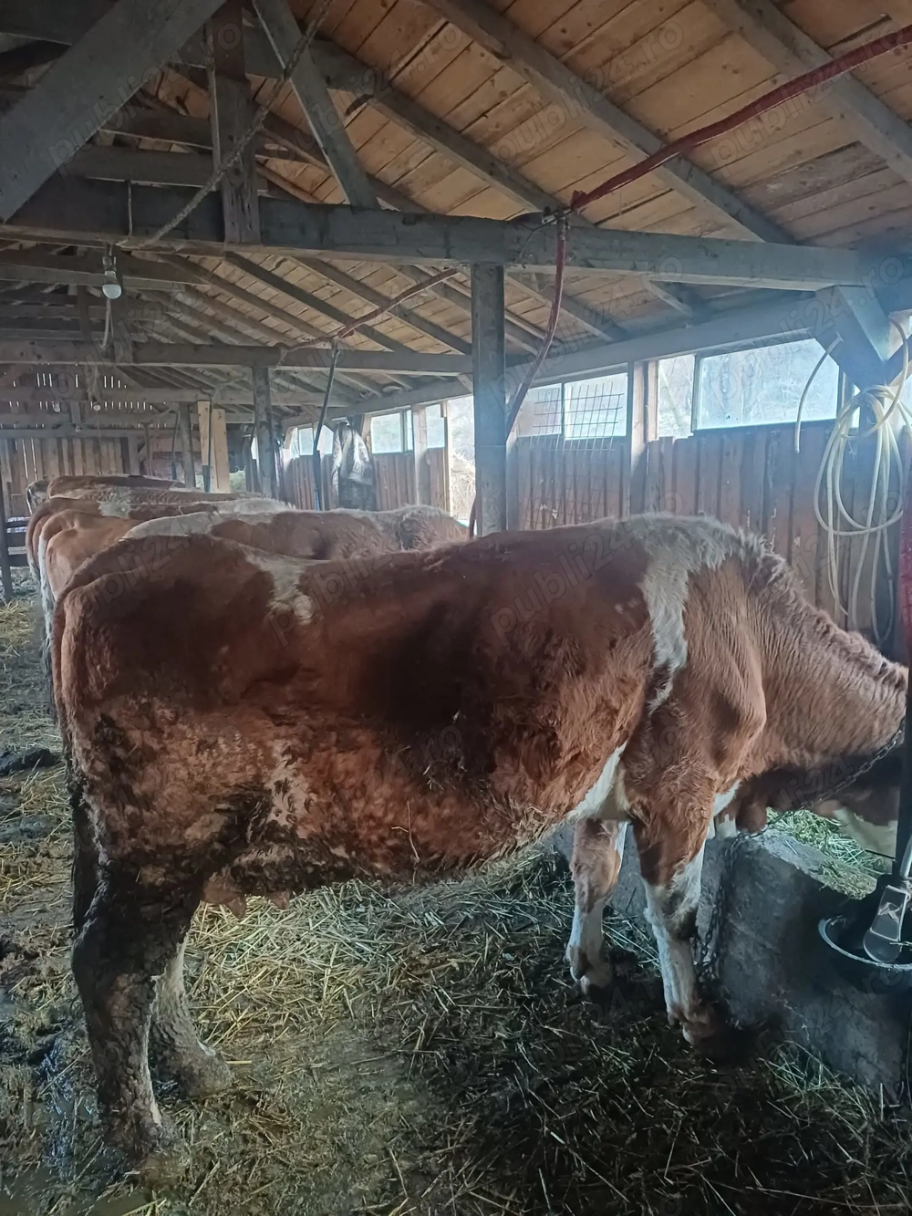 Vind vaci baltata romăneasca 