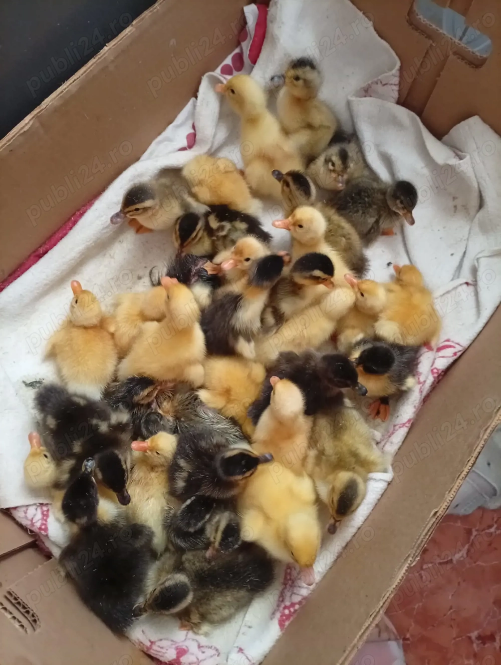 Rățuște de vînzare 