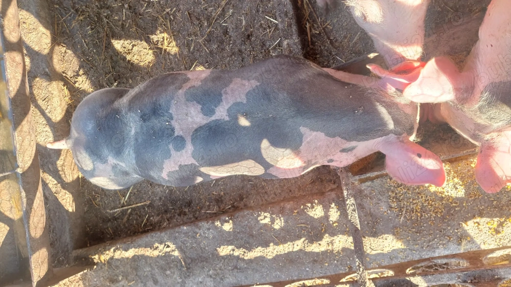 Grasuni pietrani de vânzare 