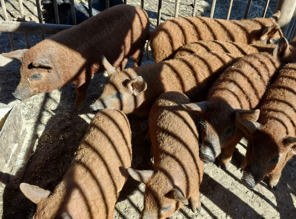 Purcei Mangalița Autentic