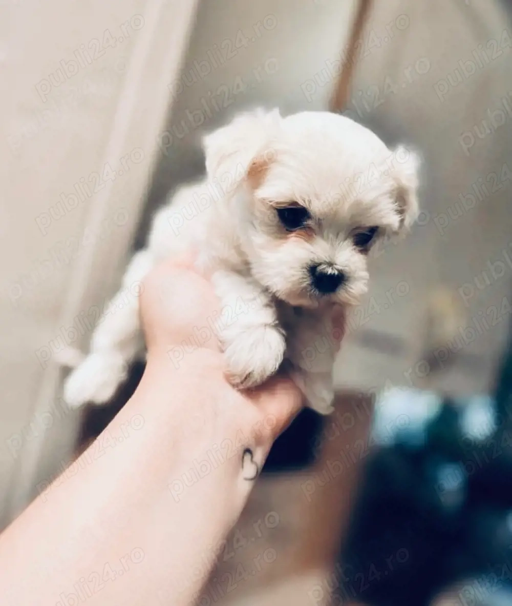 Vand pui bichon miny toy 6 saptamani