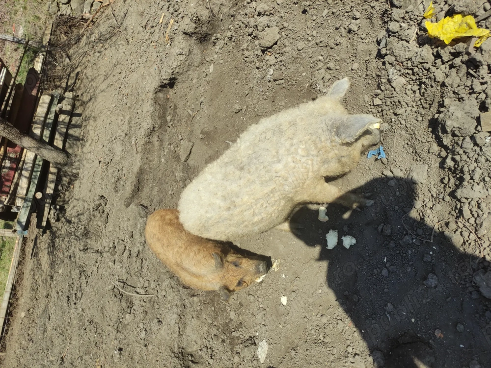 Mangalita -mangalita cu duroc